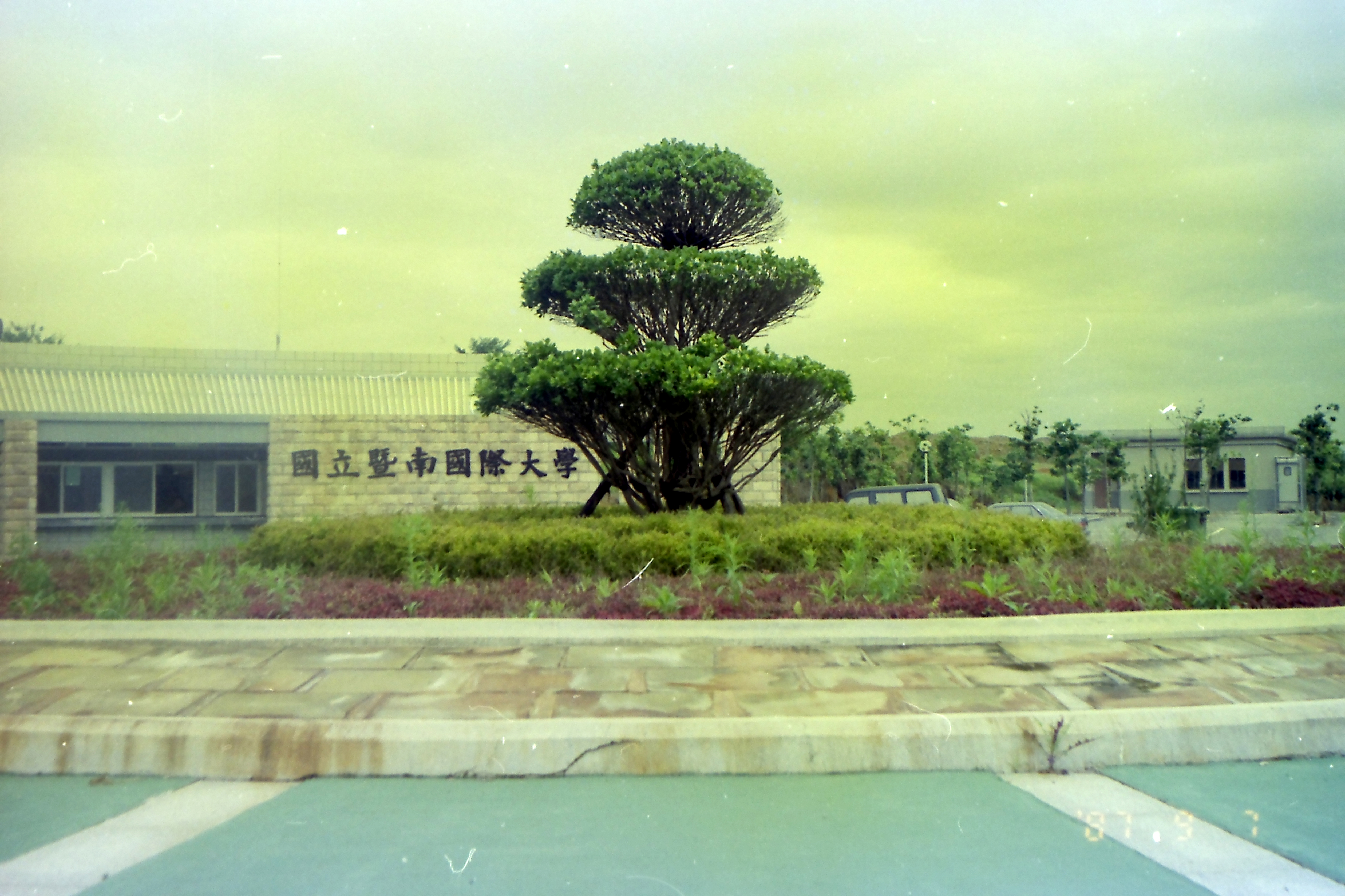 27年前校門前榕樹 縮圖