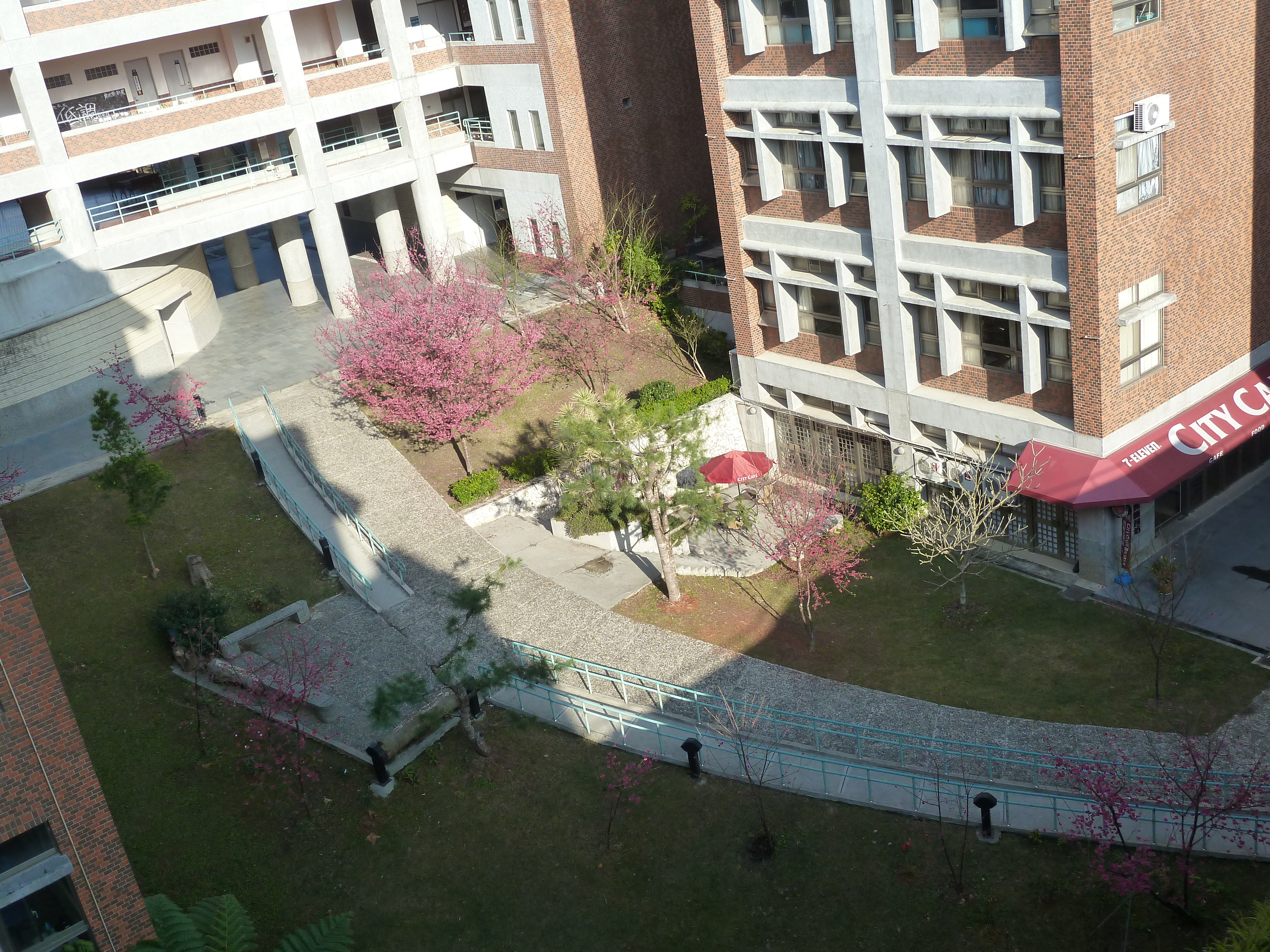 黃秋鶯 圖片